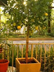 La Casa (D25), Condominium #504592511